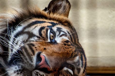 Sleepy Tiger Flickr Photo Sharing