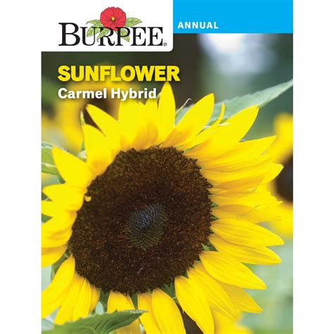 Burpee Carmel Hybrid Sunflower Flower Seed 1 Pack