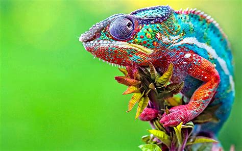 Hd Wallpaper Animals Chameleons Colorful Macro Wallpaper Flare