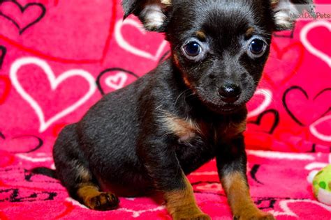 Chihuahua Puppy For Sale Near Southern Illinois Illinois E514f7cd E731