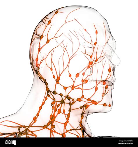 Syst Me Interne Humain Ganglions Lymphatiques Anatomie Photo Stock Alamy