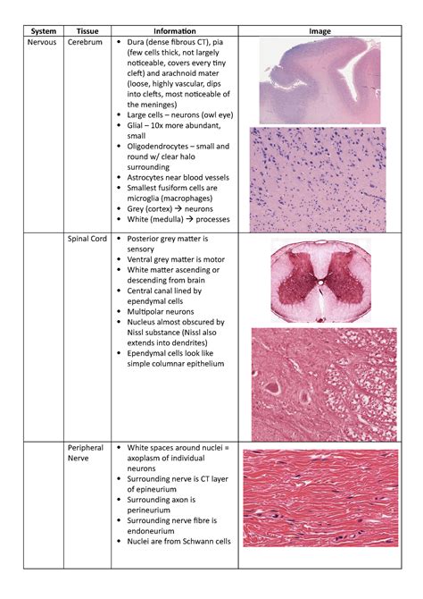 Histology Lecture Notes 1 11 System Nervous Tissue Cerebrum