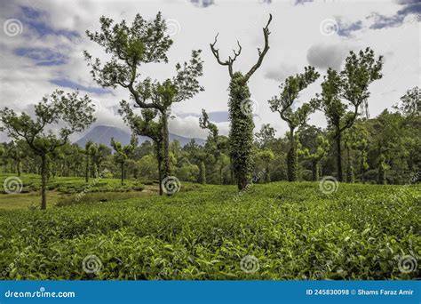 Lush Green Tea Plantation Landscape In Munnar Kerala Stock Photo