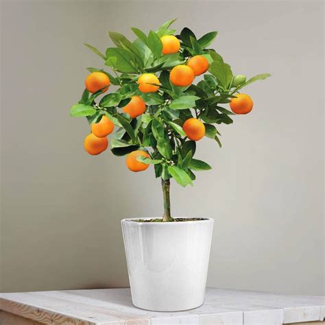 Mini Orange Tree Cm Tree Orange Tree Bonsai Fruit Tree Orange Plant