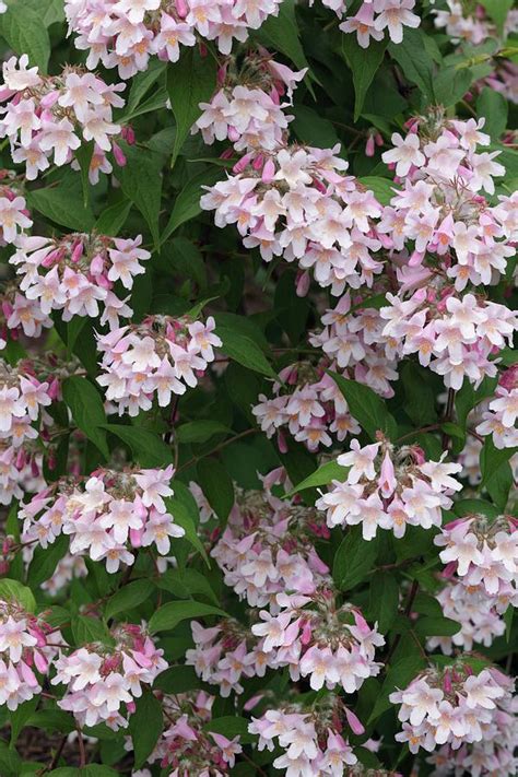 Beauty Bush Photograph By Geoff Kiddscience Photo Library Fine Art