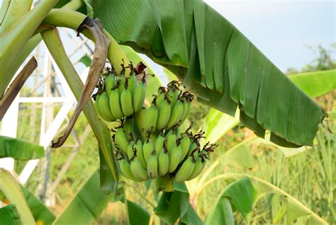 Die Früchte Der Bananenpflanze Die Wichtigsten Infos