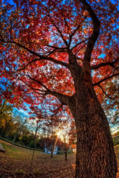 We did not find results for: The Lady In Red | Dogwood trees, Tree, Magical forest