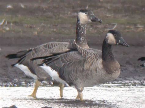 Bird Hybrids Swan Goose X Greylag Goose X Canada Goose