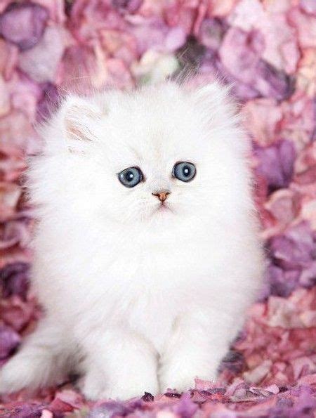 Teacup Persian Kittens Cute Baby Animals Fluffy Kittens