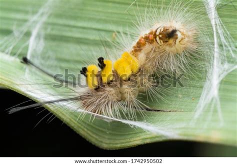 Closeup Tussock Moth Larvae Caterpillar Stock Photo