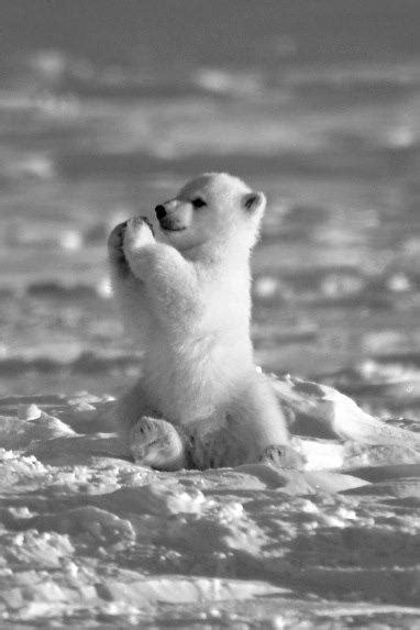 Cute Polar Bear Cub 3 Polarbears