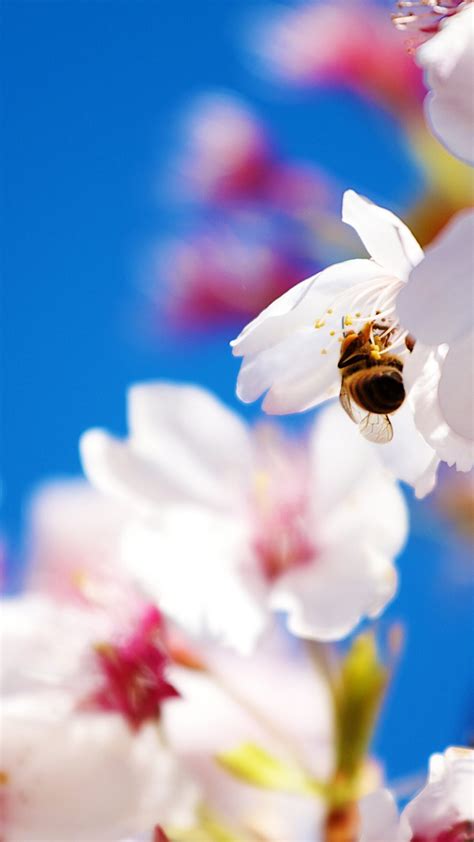 Des milliers de nouvelles photos chaque jour utilisation gratuite vidéos et photos de haute qualité disponibles sur pexels Images Quelques fonds d'écran de printemps pour votre ...