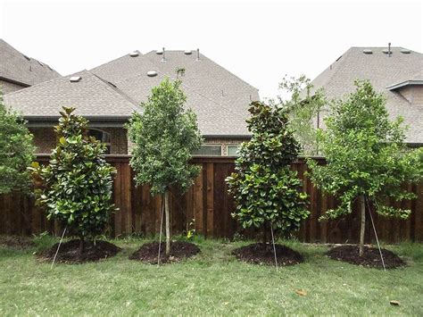 Privacy Screens Landscape Designs And Pictures Dallas Tx Treeland