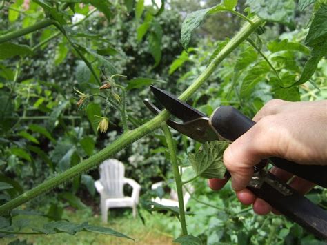 How To Prune A Tomato Plant For Bigger Harvest Bonnie Plants Tomato