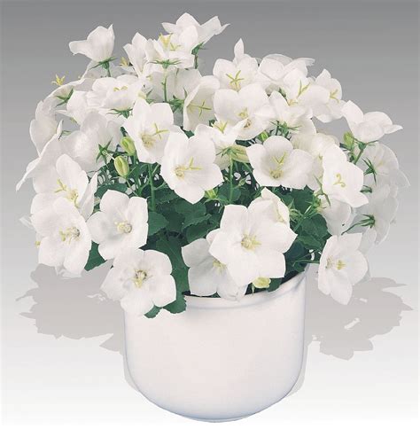 Pearl White Carpathian Bell Flower Campanula Live Plant 4 Pot