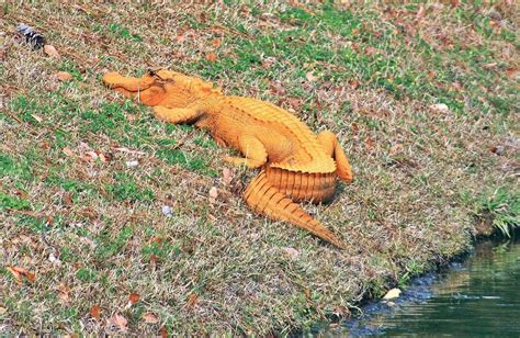 Orange Alligator Spotted In South Carolina Reptiles