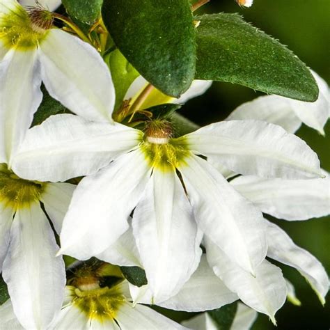 Scaevola Aemula Bombay White Fan Flower Garden Center Marketing