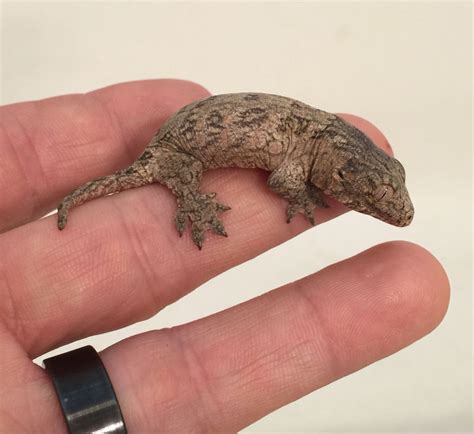 It can grow to 14 to 17 inches (35.5. Meet the Largest Gecko in the World (baby size)! This baby ...