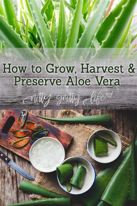 Diy vero 29 grow light. How to Grow, Harvest & Preserve Aloe Vera for the Home ...