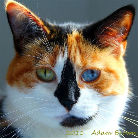 Beautiful Calico With Heterochromia 2 Different Colored Eyes Cute