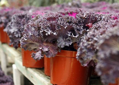 7 Of The Best Winter Container Plants The English Garden