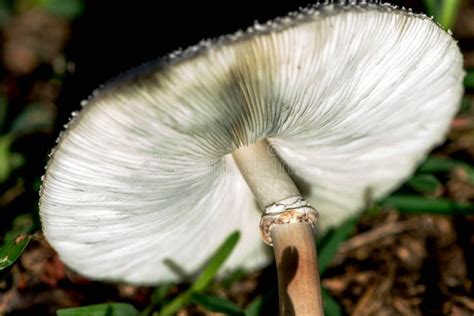 White Mushroom Growing In A Lawn Stock Photo Image Of Mushroom Grass