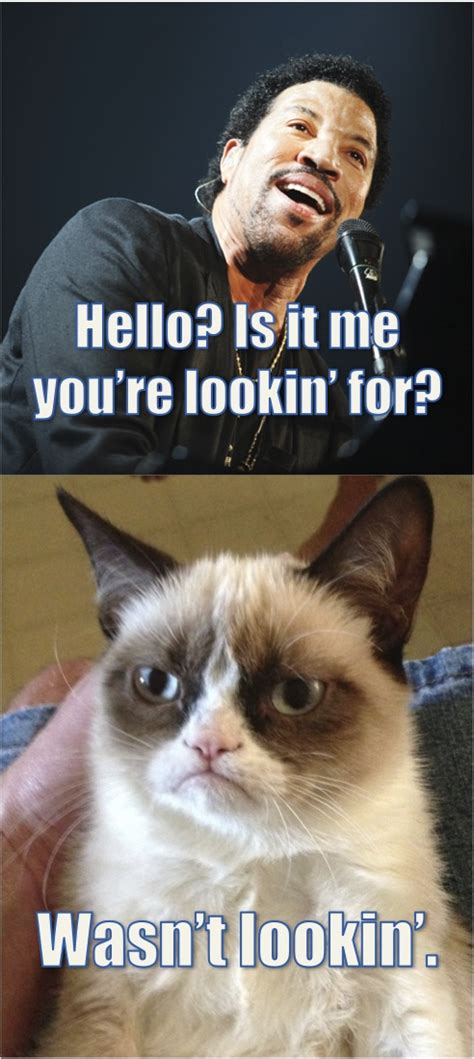 Tard The Grumpy Cat Vs Lionel Richie Grumpy Cat Humor Grumpy Cat