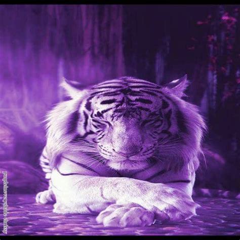 Purple Tiger Wallpaper All Things Purple Purple Haze Passion