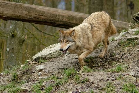 Timberwolf Foto And Bild Tiere Zoo Wildpark And Falknerei Säugetiere