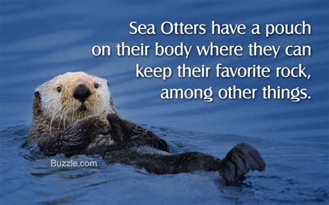 Facts About Sea Otters