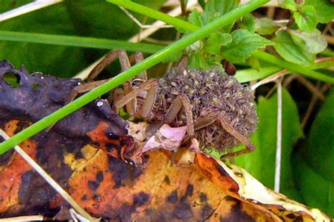 Pennsylvania Grass Spider Project Noah