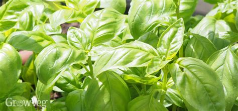 3 Easy Leafy Herbs For Beginners To Grow