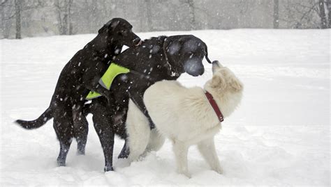 Why Do Male Dogs Hump Other Male Dogs Tailslife Blog