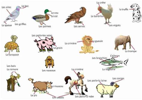 Animals - Vocabulary-French