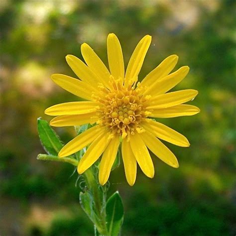 Virginia Fall Yellow Wildflower Identification Flowers Forums