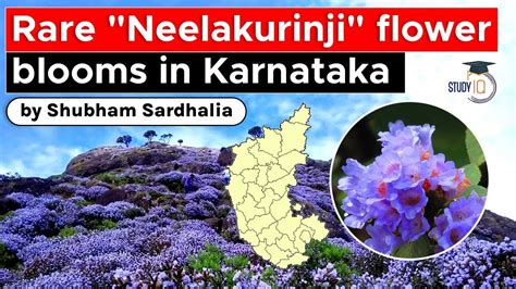 Worlds Rarest Flower Neelakurinji Blossom In Western Ghats Karnataka