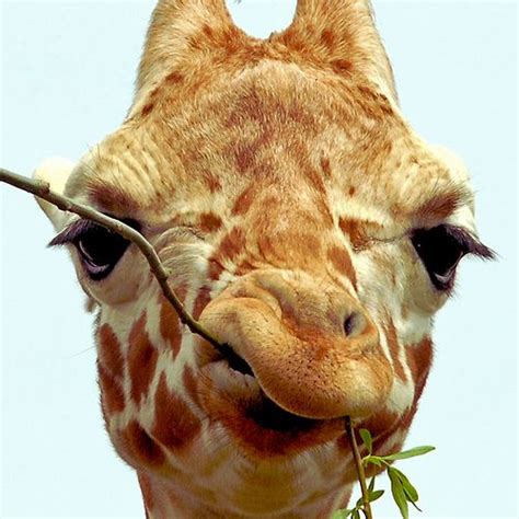 Funny Baby Mouth Funny Giraffe Giraffe Pictures Giraffe