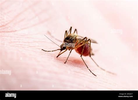 Dangerous Zika Infected Mosquito Skin Bite Leishmaniasis Encephalitis