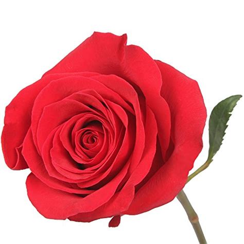 Wholesale Fresh Cut Roses From The Farm 75 Red Flowersnhoney