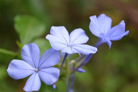 Blue Flower Free Stock Photo Public Domain Pictures