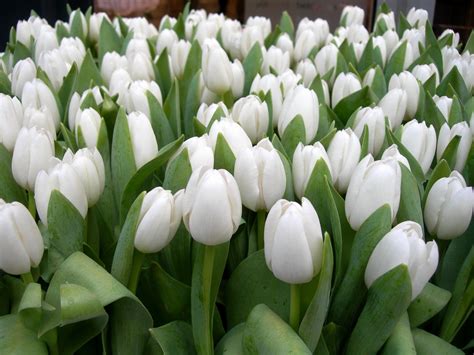 Wallpaper White Flowers Tulips Green Spring Flower Beauty