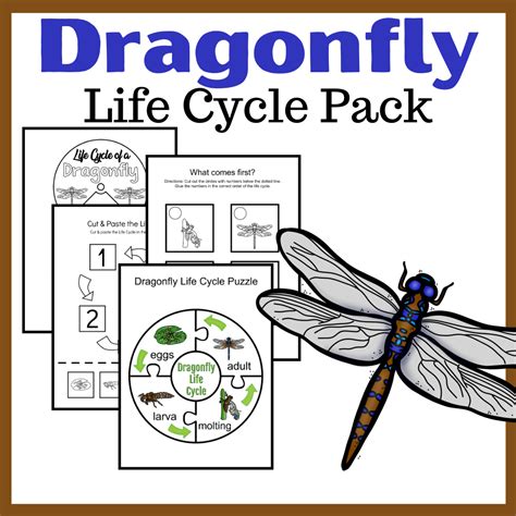 Dragonfly Life Cycle Printable Printable Word Searches