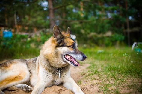This breed needs to be brushed daily in order to keep down the shedding since the german shepherd and siberian husky mix has husky in its blood, it has a coat that can help to protect it from the cold weather. The German Shepherd Husky Mix (a.k.a Gerberian Shepsky ...