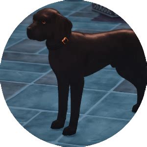 Labrador Retrievers - HONEYCOMB KENNELS