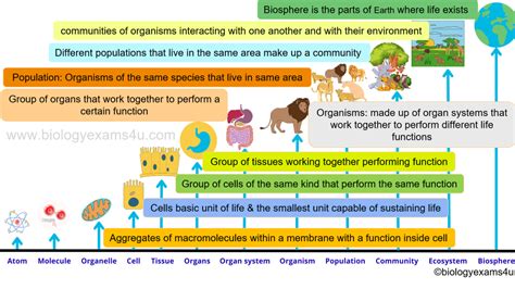 13 Levels Of Organization Of Life How Life Is Organized