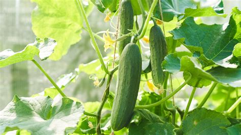 why you can probably stop milking your cucumbers