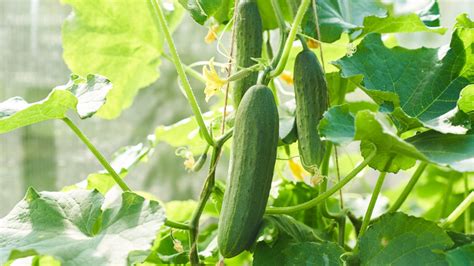 Why You Can Probably Stop Milking Your Cucumbers