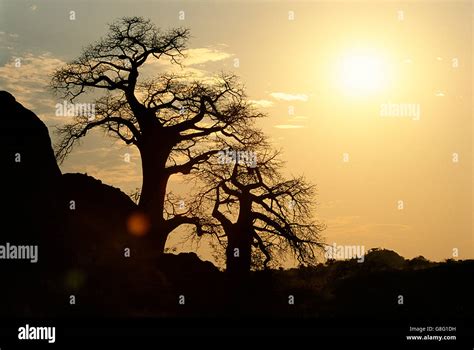 Baobab Trees Silhouette Kingdom Of Mapungubwe Limpopo South Africa