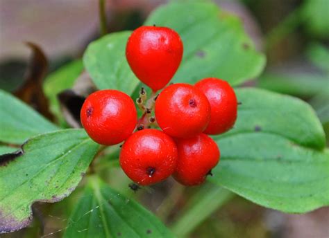 Alaskan Bunchberry | Staff Profiles