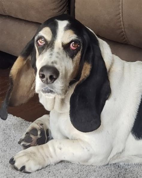 beau all bassets cherished basset hound rescue inc